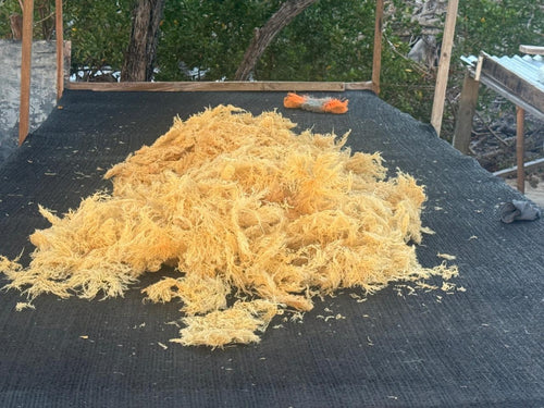 Gold Sea Moss sun-dried on drying rack