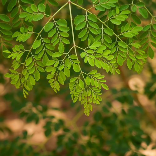 Fresh Moringa oleifera branch with small oval green leaflets