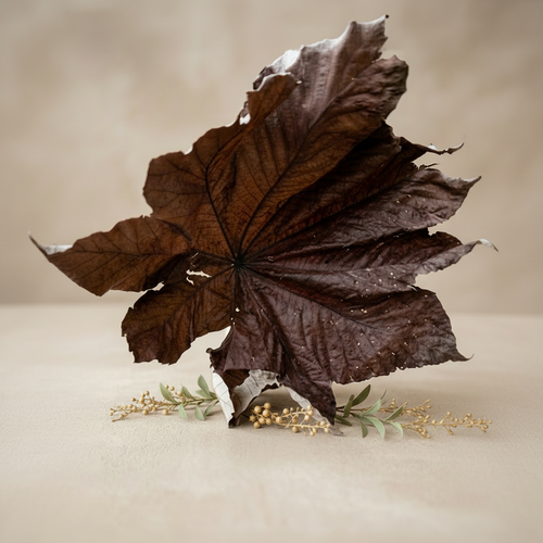 Large dried dark brown Cecropia peltata Trumpet Bush leaves on neutral linen surface
